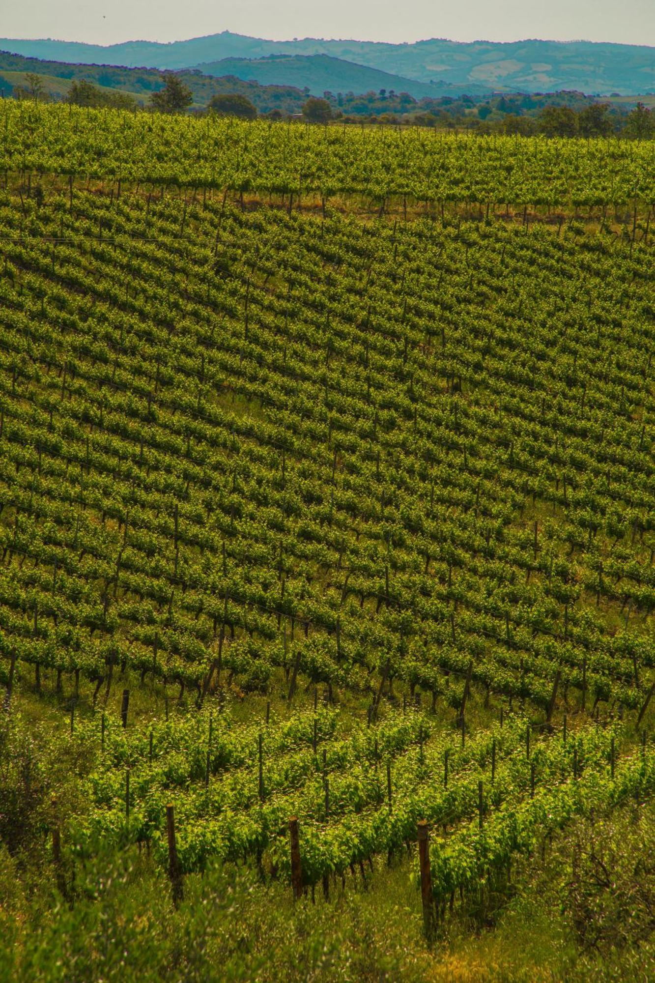 Fattoria Di Magliano Winery Villa Magliano in Toscana Room photo
