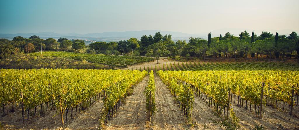 Fattoria Di Magliano Winery Villa Magliano in Toscana Exterior photo